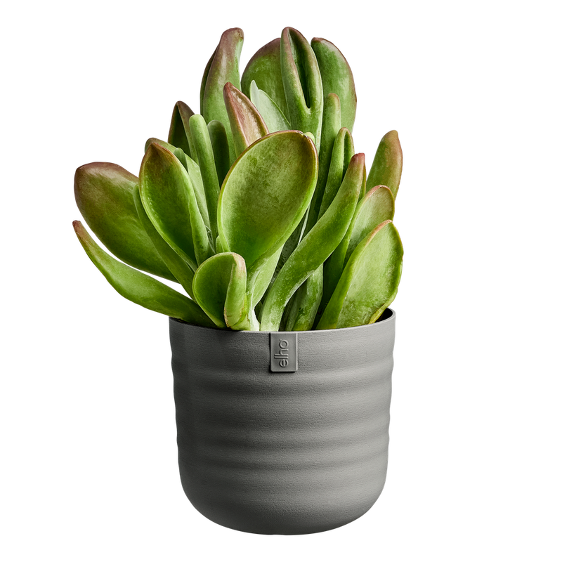 Elho Dune Round 22cm Warm Anthracite – planted display
