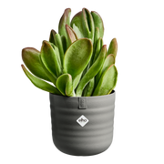 Elho Dune Round 30cm Warm Anthracite – additional product view