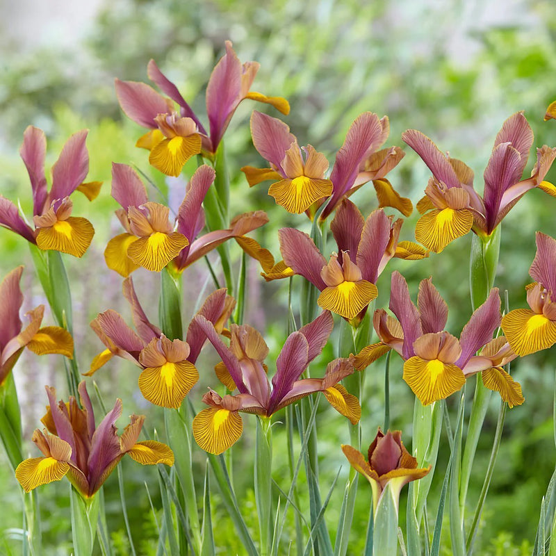 Iris Hollandica Lion King (9 Bulbs Per Pack)