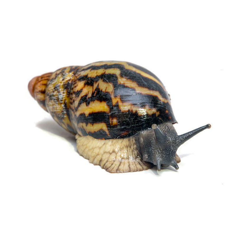 Dwarf African Land Snail | Archachatina papyracea