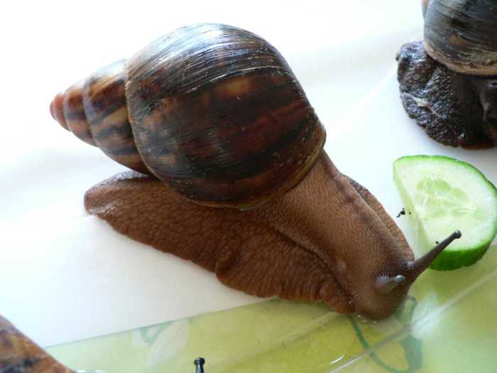 Dwarf African Land Snail | Archachatina papyracea