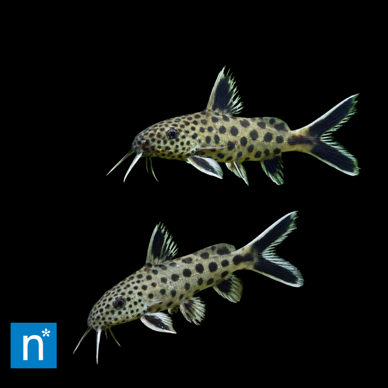 Dwarf Synodontis | Synodontis petricola