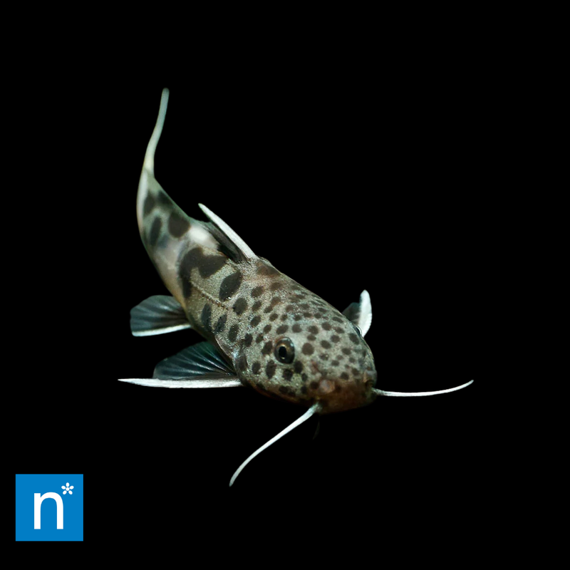 Dwarf Synodontis | Synodontis petricola