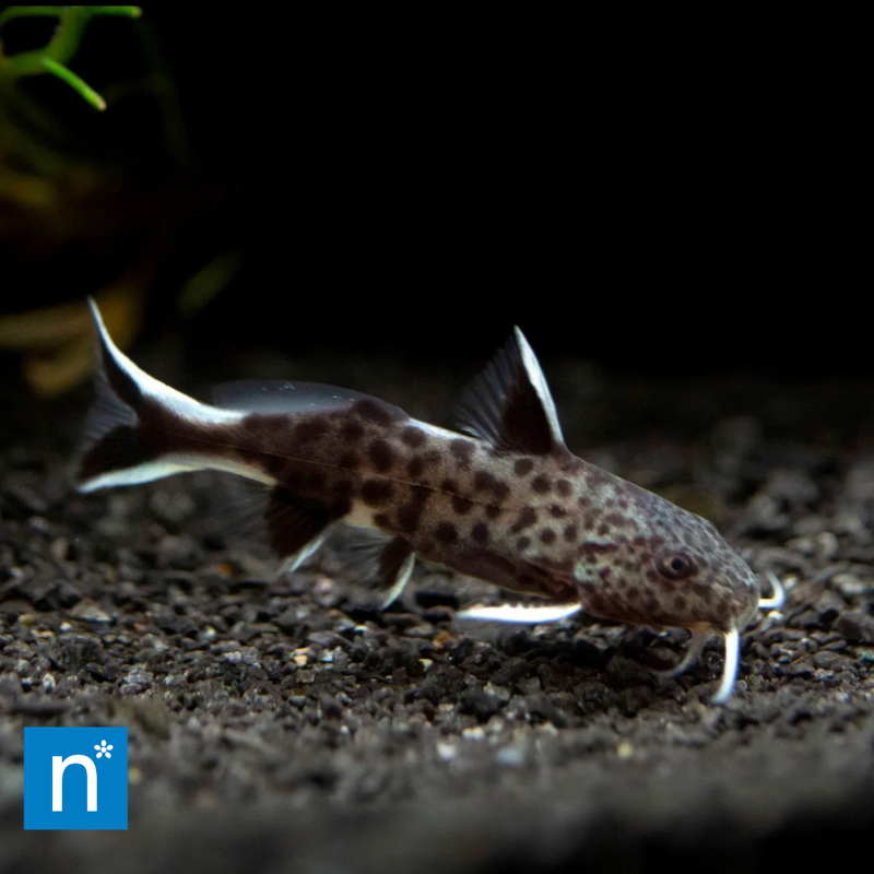 Dwarf Synodontis | Synodontis petricola