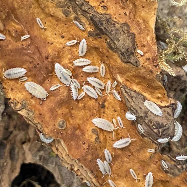 Woodlice & Isopods
