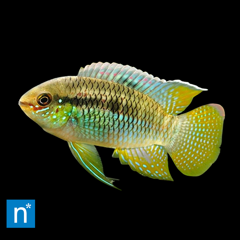 Dwarf Flag Acara | Laetacara curviceps