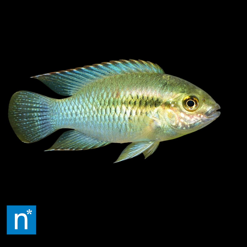 Dwarf Flag Acara | Laetacara curviceps