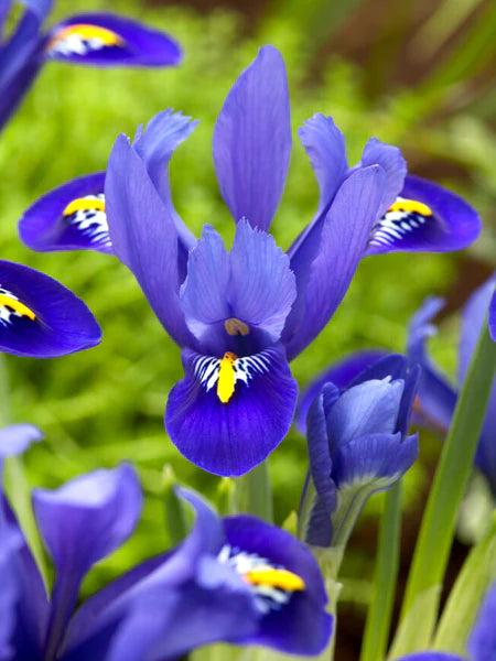 Iris reticulata 'Harmony' (12 Pack)