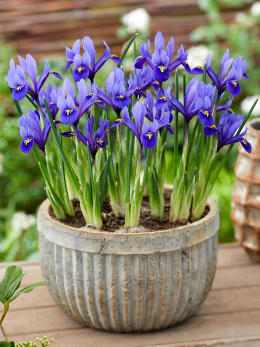 Iris 'Reticulata' Bulbs