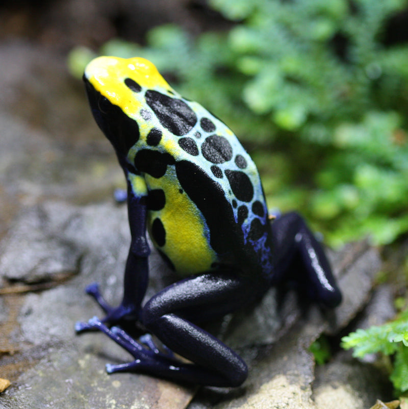 Dyeing Dart Frog 'Robertus'