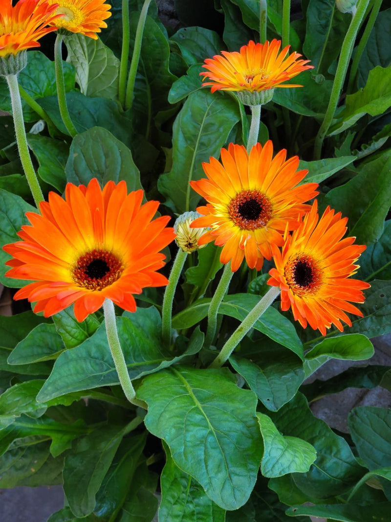 Garvinea 'Sweet Sunset'