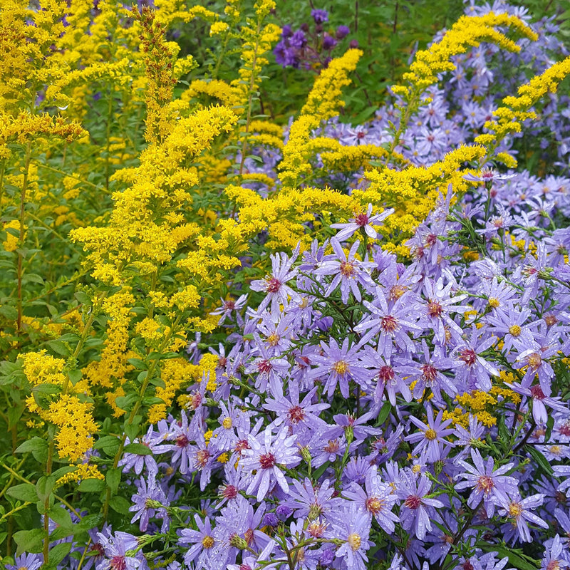 Aster 'Little Carlow' 2L