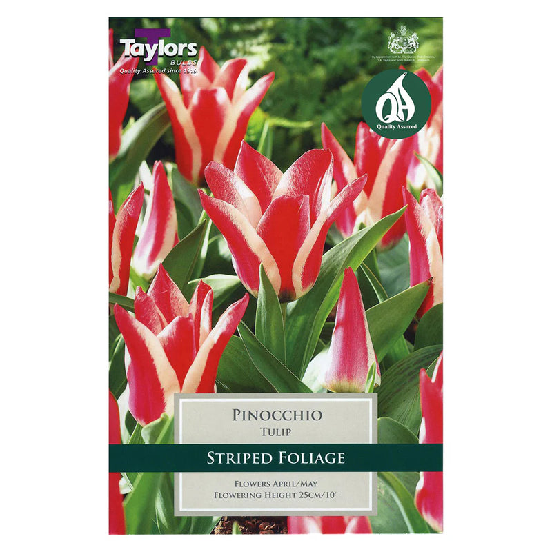 Tulip 'Pinocchio' Bulbs