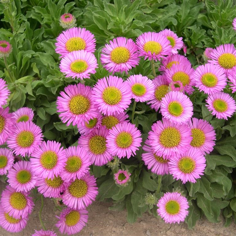 Erigeron 'Sea Breeze'