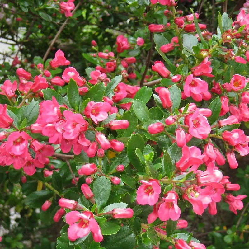 Escallonia macrantha 3 Litre