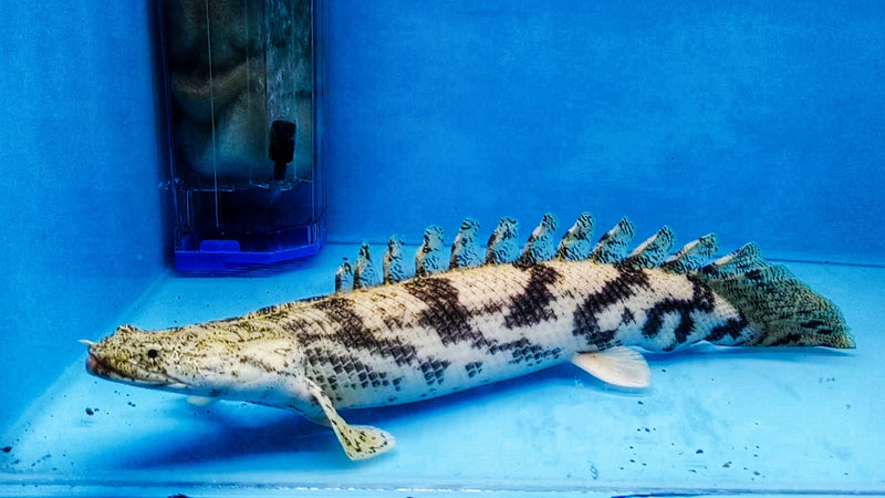 Saddled Bichir | Polypterus endlicherii