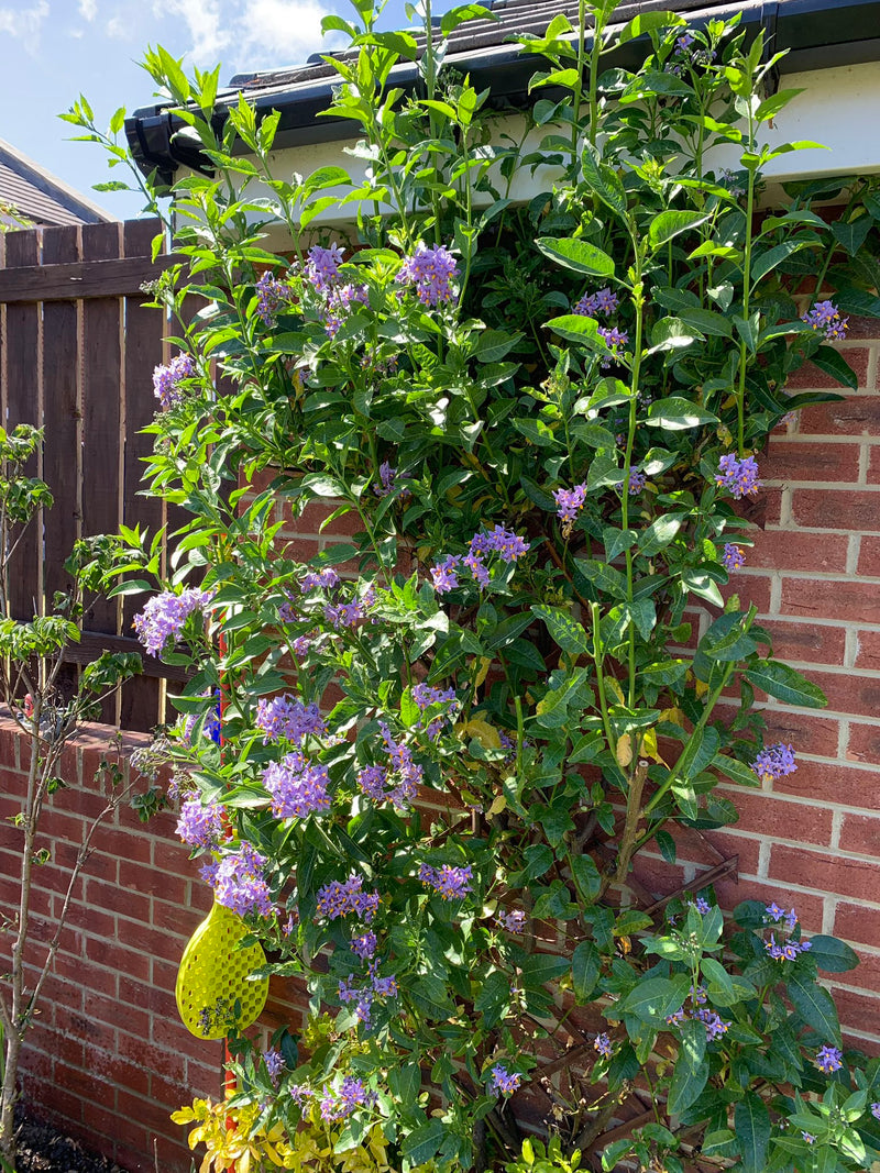 Solanum crispum 'Glasnevin' | Chilean Potato Bush