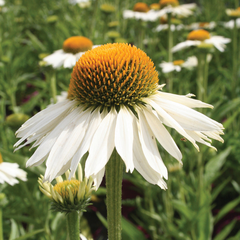 Echinacea 'White Meditation' (2  Litre)