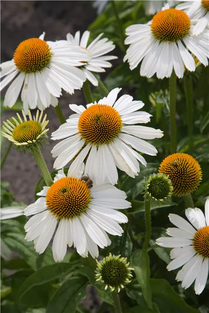 Echinacea 'White Meditation' (2  Litre)