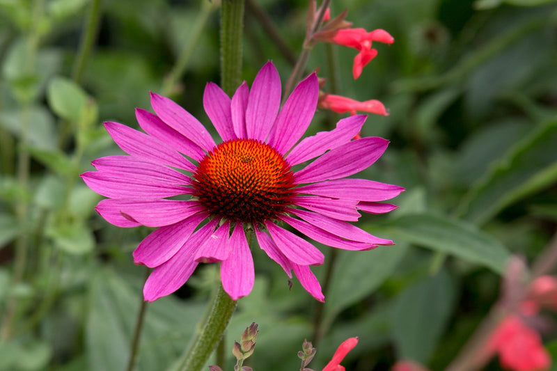 Echinacea purpurea 'Magnus' 2L