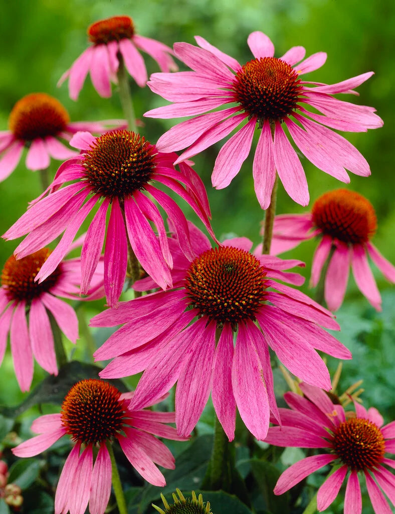 Echinacea purpurea 'Magnus' 2L