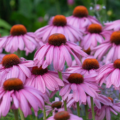Echinacea purpurea 'Magnus' 2L