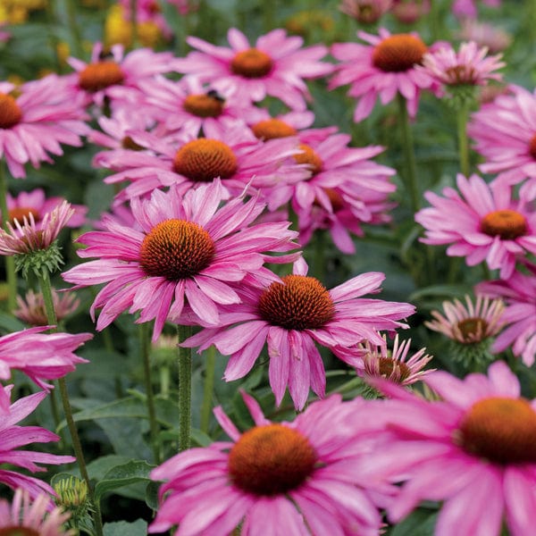 Echinacea purpurea 'Magnus' 2L