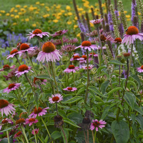 Echinacea purpurea 'Magnus' 2L