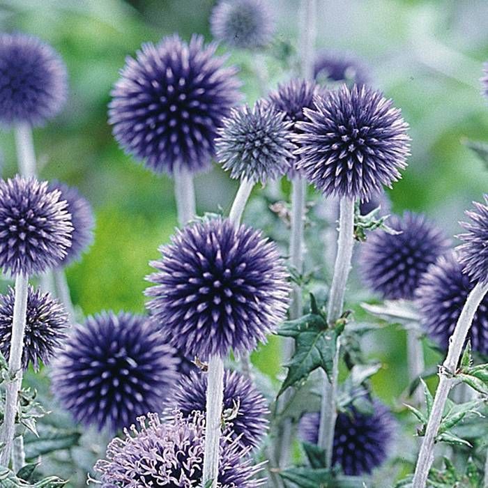 Echinops ritro 2 Litre