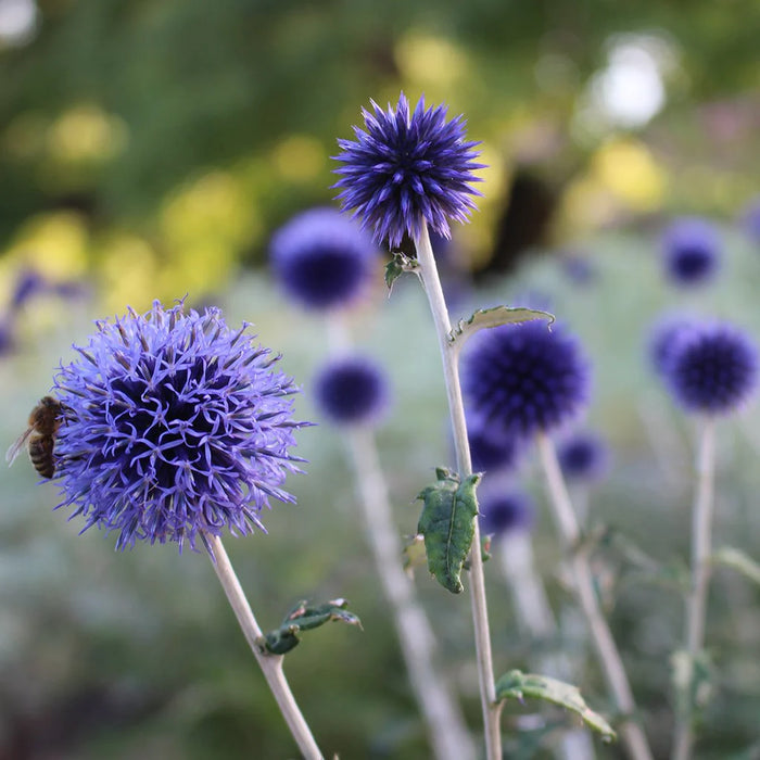 Echinops ritro 2 Litre