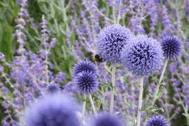 Echinops ritro 2 Litre