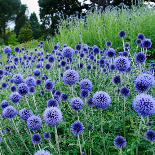 Echinops ritro 2 Litre