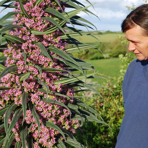 Echium pininana 'Pink Fountain' 3 Litre