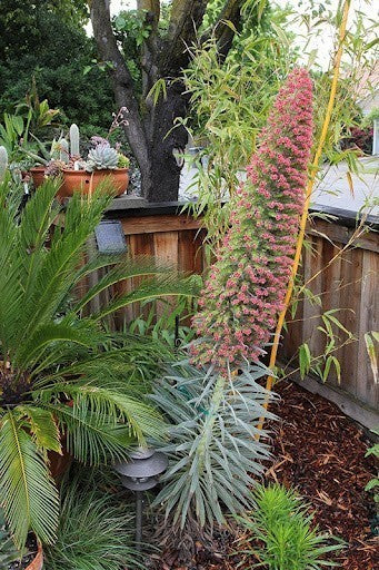 Echium pininana 'Pink Fountain' 3 Litre