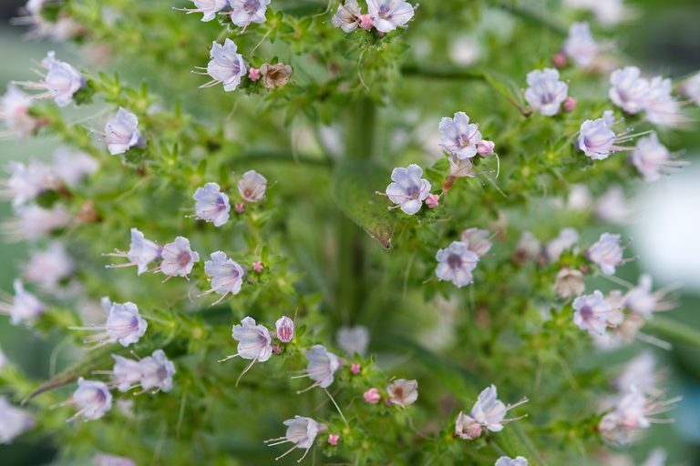 Echium pininana 'Pink Fountain' 3 Litre