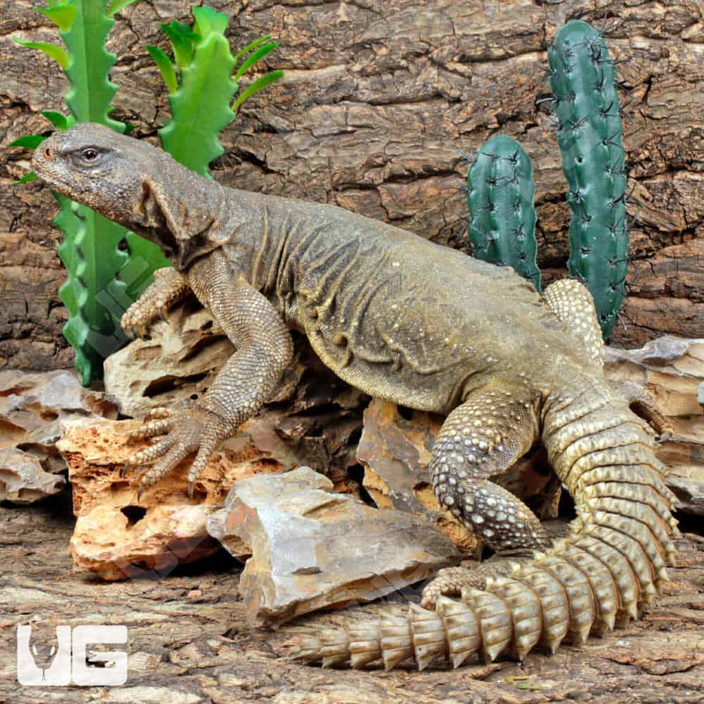 Buy Lizards Online Ireland | Buy Geckos Online | Massive Range of ...
