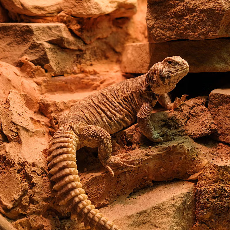 Egyptian uromastyx Captive Bred