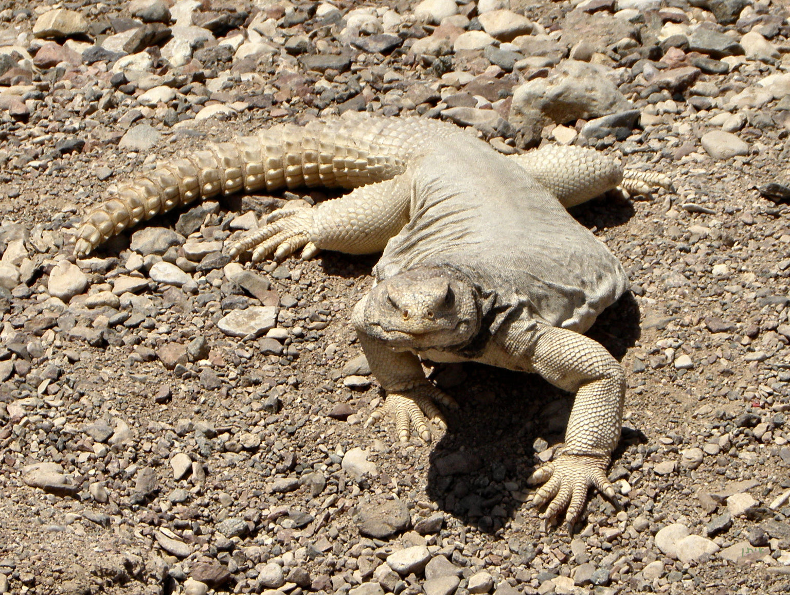 Buy Lizards Online Ireland | Buy Geckos Online | Massive Range of ...