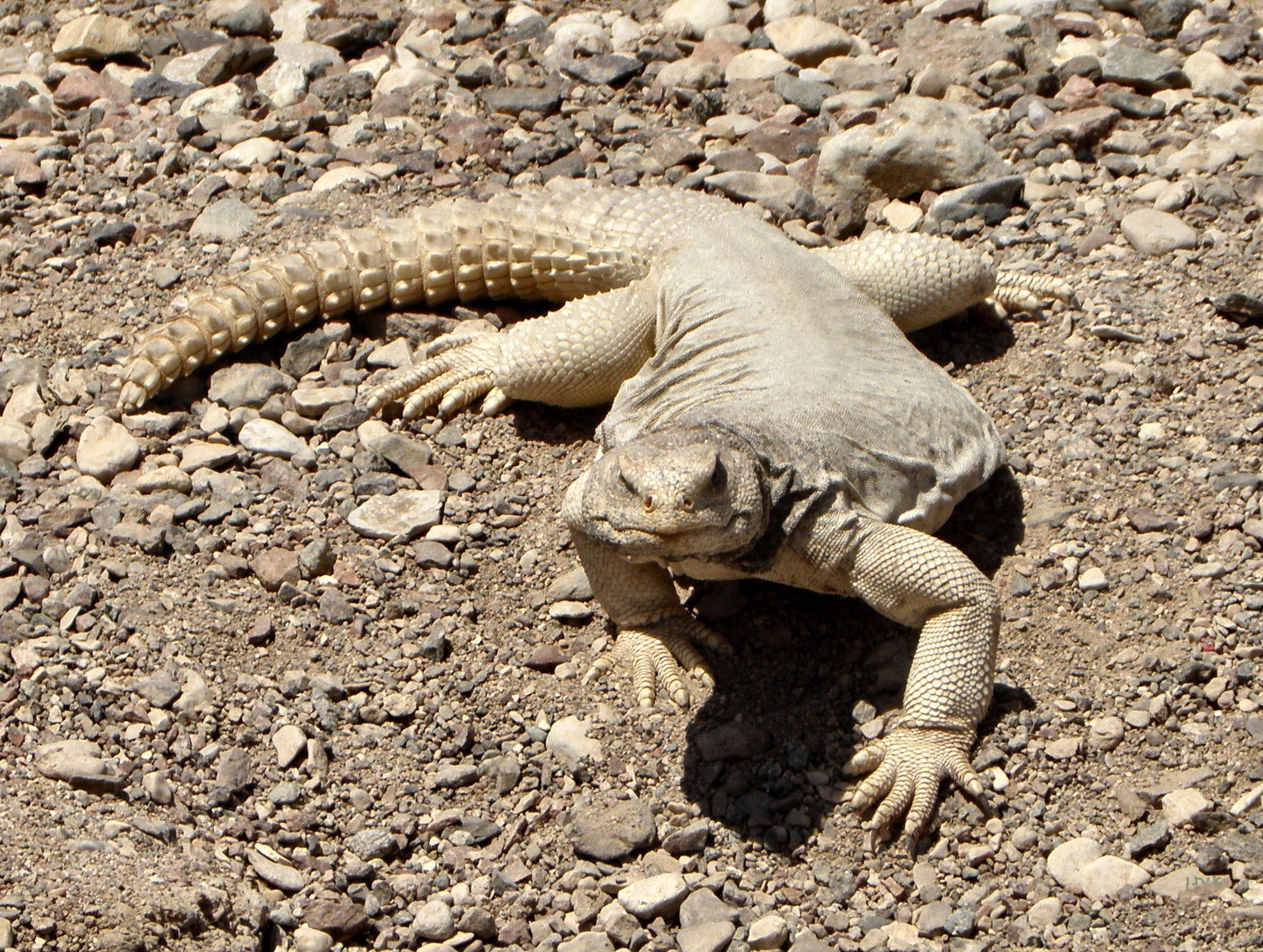Buy Lizards Online Ireland | Buy Geckos Online | Massive Range of ...