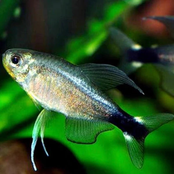 Elachys Reed Tetra | Hyphessobrycon elachys Saratetra 1.5-2cm