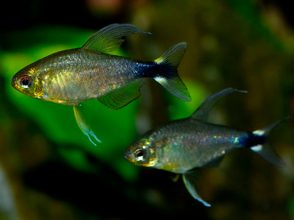 Elachys Reed Tetra | Hyphessobrycon elachys Saratetra 1.5-2cm
