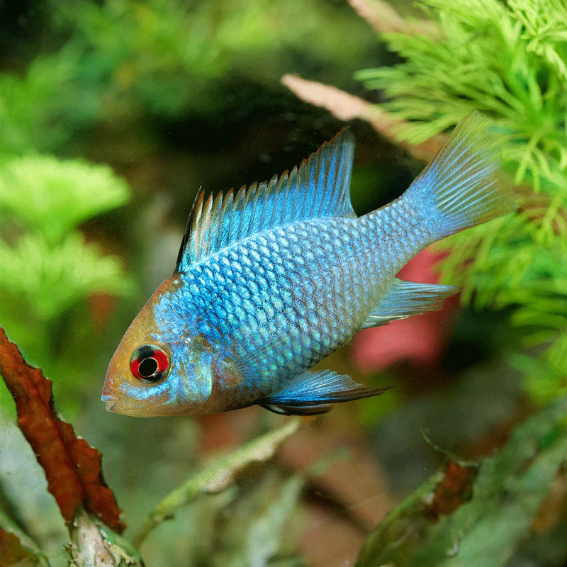 Electric Blue Ram (Large) | Mikrogeophagus ramirezi
