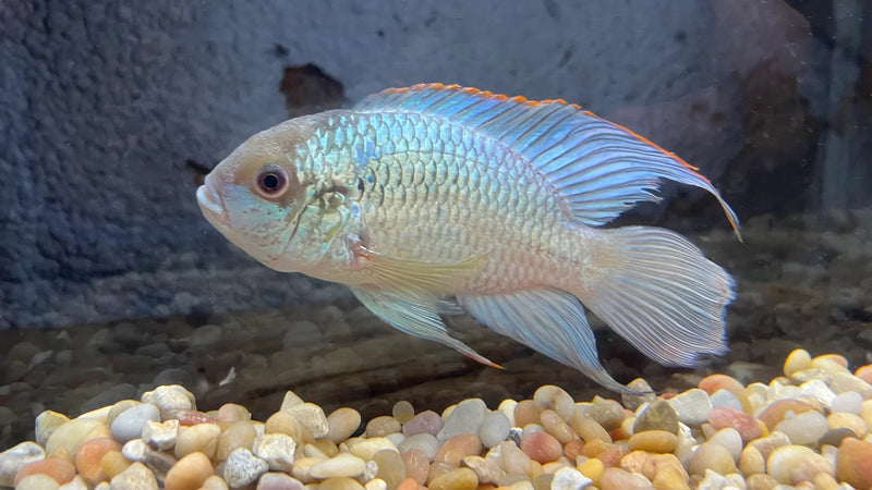 Electric Blue Acara 3"
