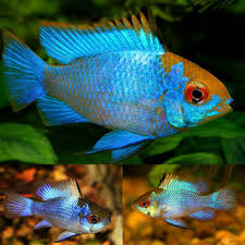 Electric Blue Ram L