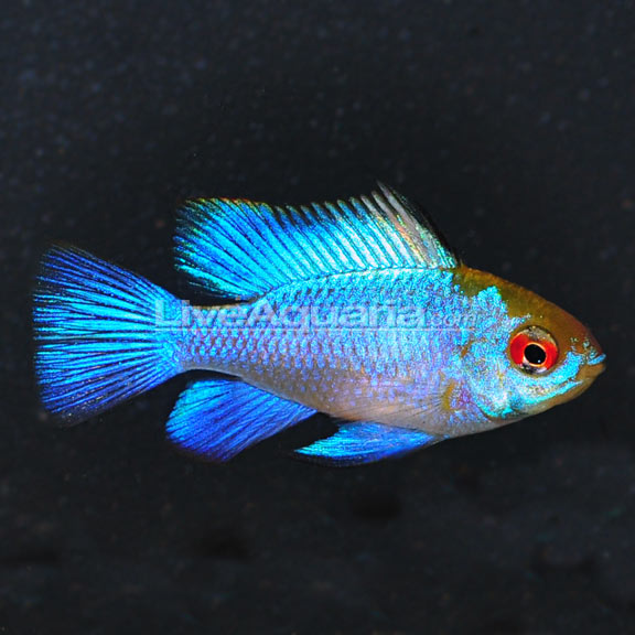 Electric Blue Ram L