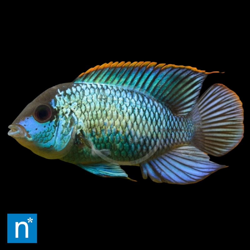 Electric Blue Acara | Andinoacara pulcher
