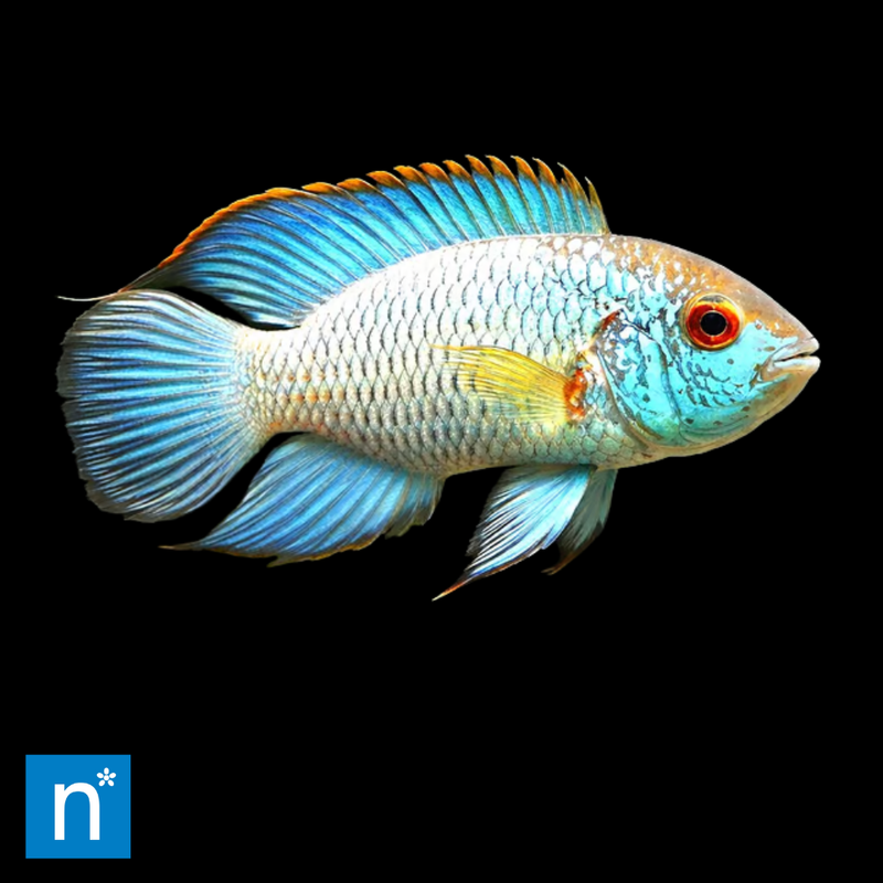 Electric Blue Acara | Andinoacara pulcher