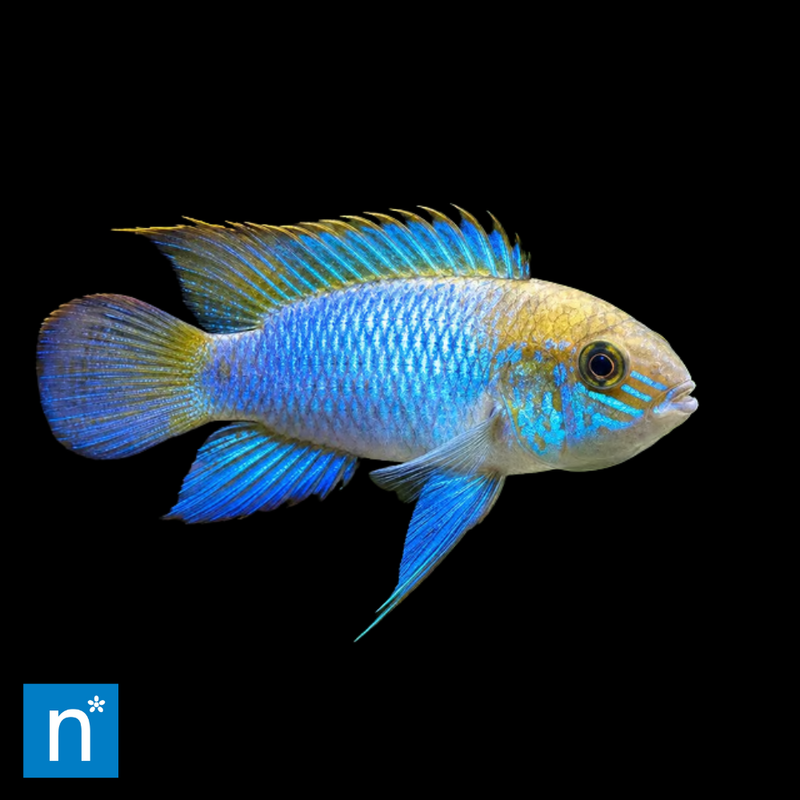 Electric Blue Acara | Andinoacara pulcher
