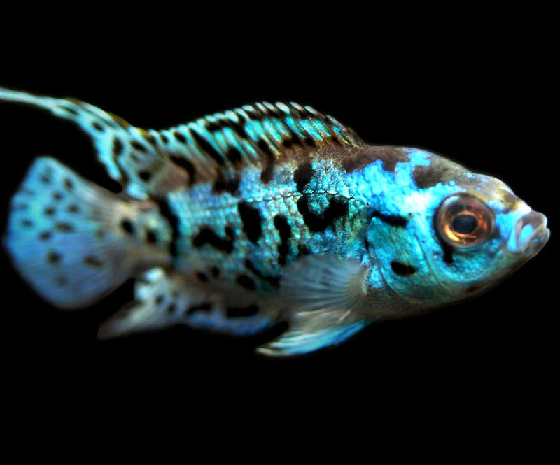 Electric Blue Jack Dempsey Medium