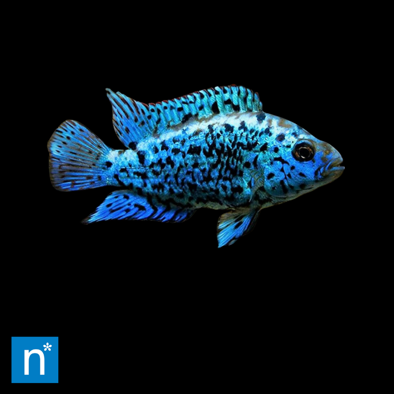 Electric Blue Jack Dempsey | Rocio octofasciata